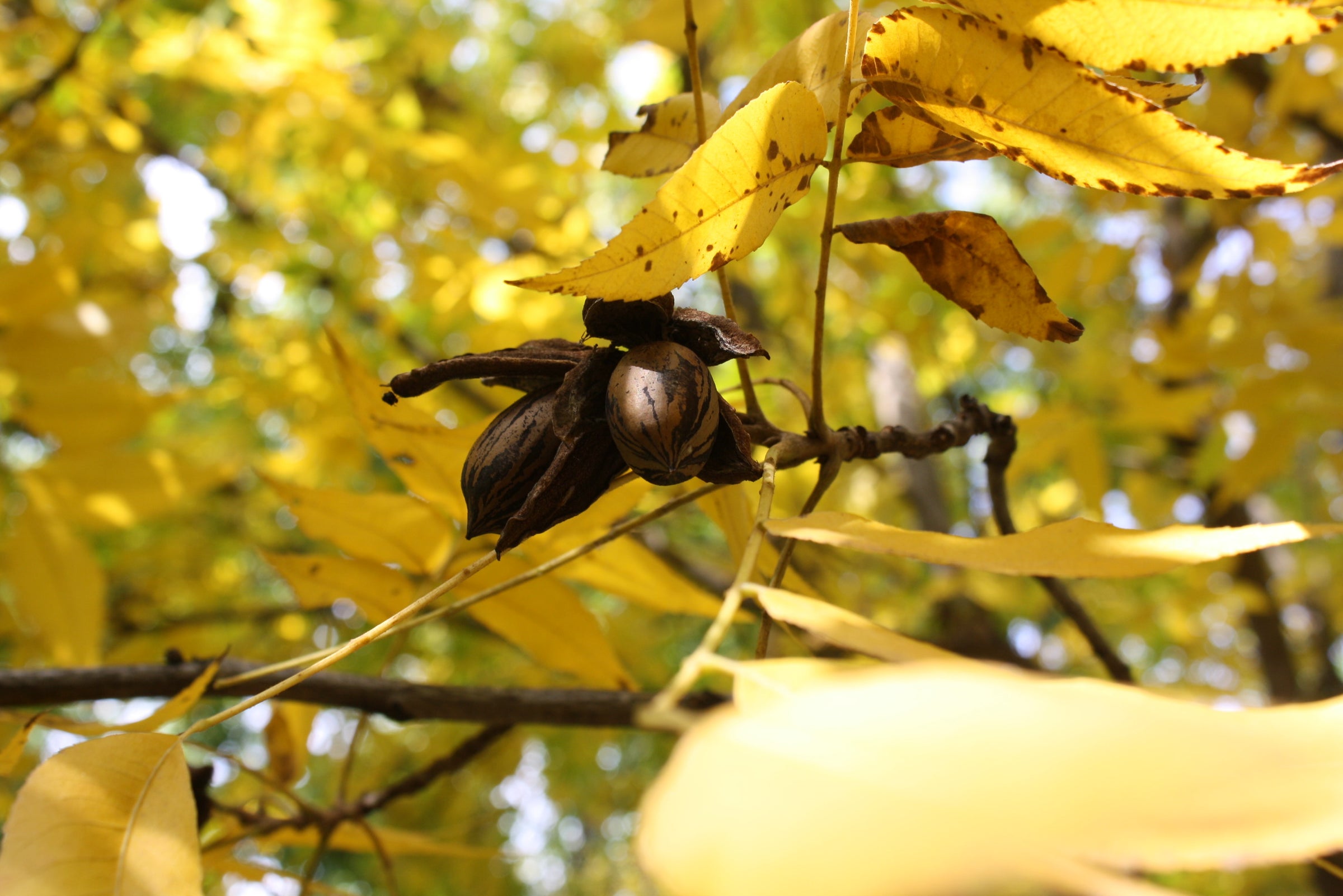 Autumn leaves on a tree