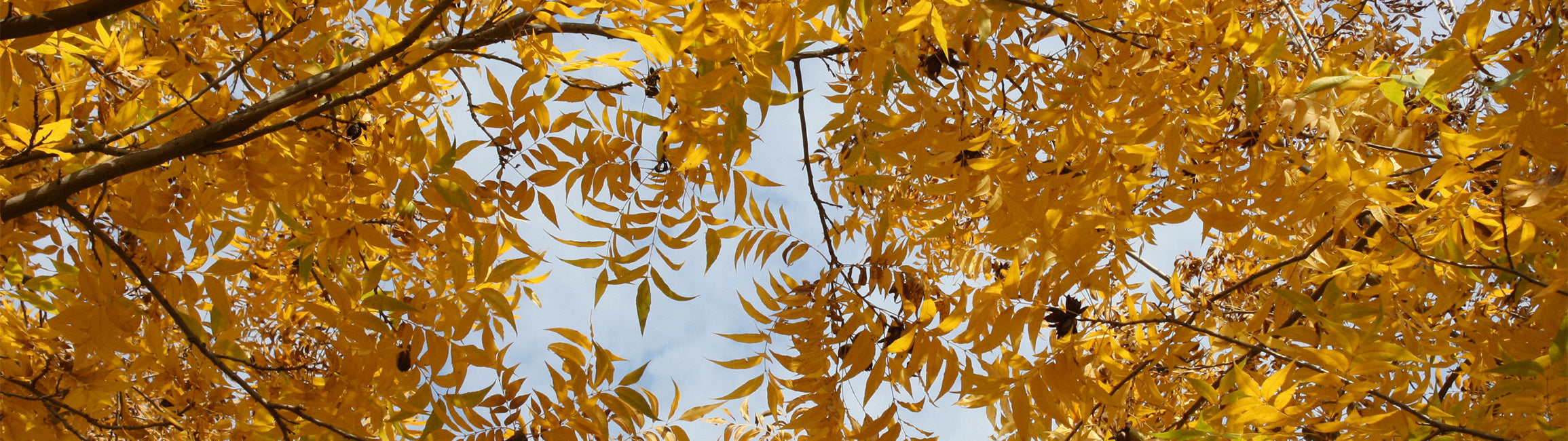 Yellow and golden autumn leaves on a tree