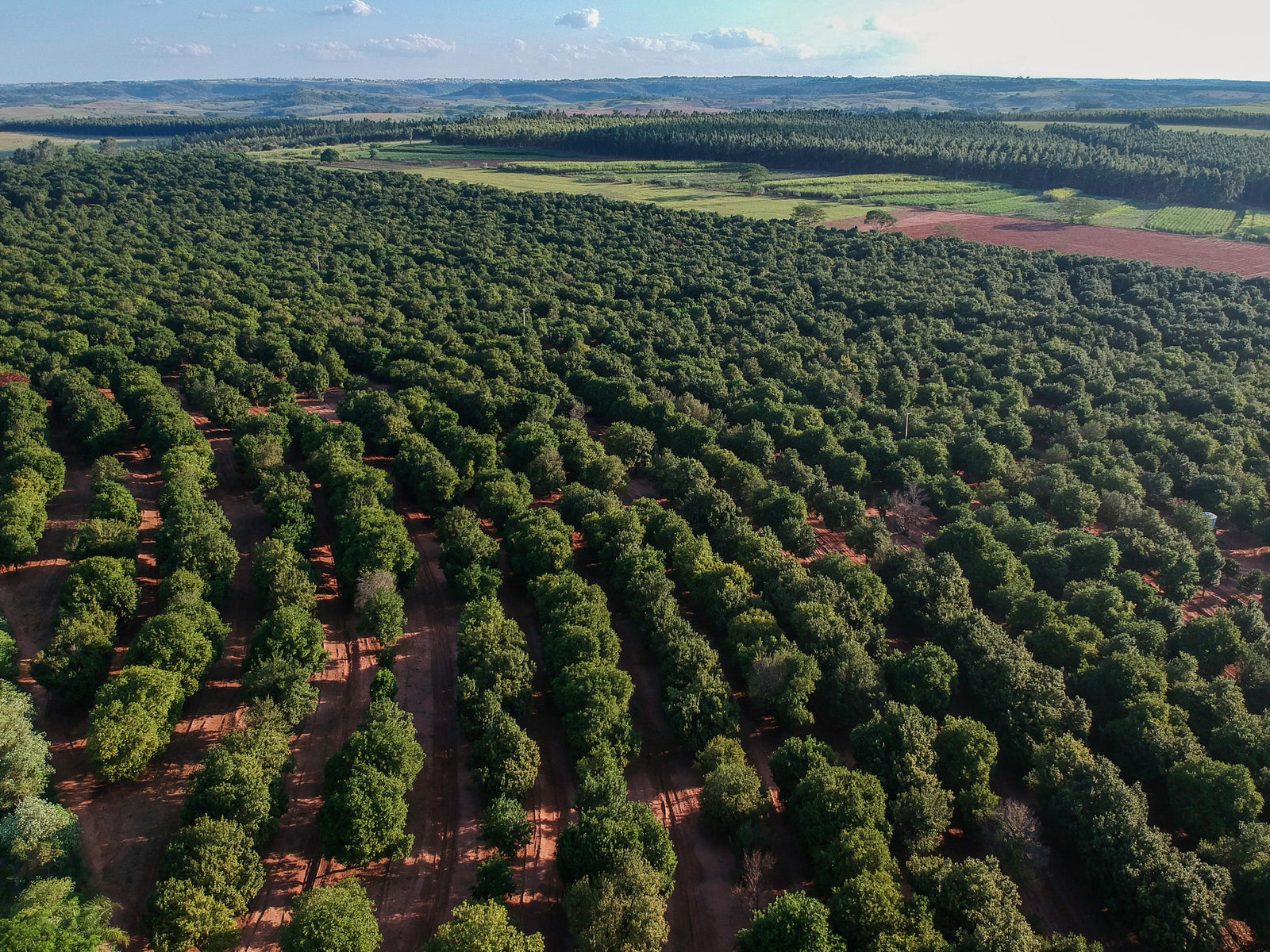 Aerial shot over a Macadamia plantation