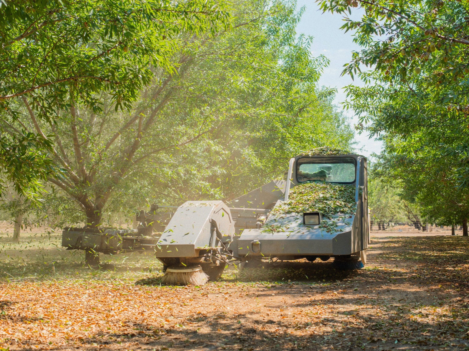 Almond tree shaker during harvest season