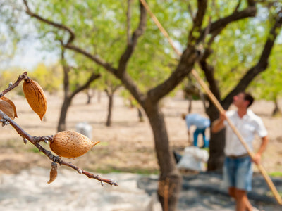Almonds on a tree during harvest