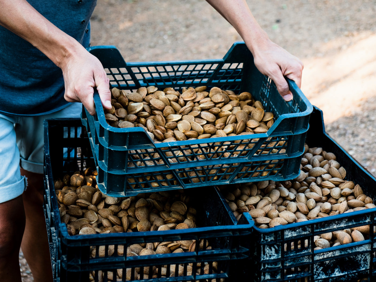 Harvesting Almonds