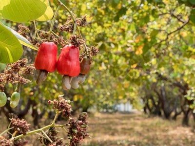 Red Cashew Fruit on the cashew tree