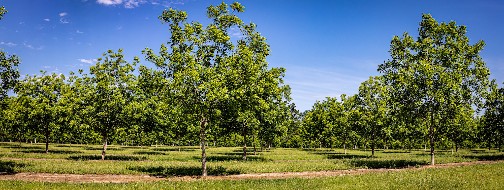 Young Pecan tree orchard
